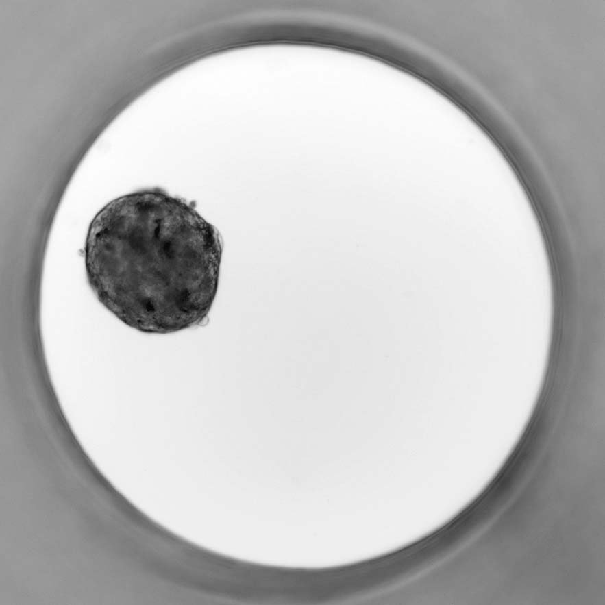 Akura 96 Spheroid Microplate