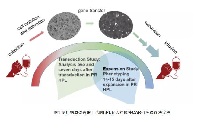 【分享】血小板裂解液hPL用于人T細胞的體外轉導和擴增應用
