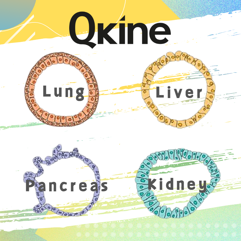 Qkine--用于類器官培養的生長因子（下）