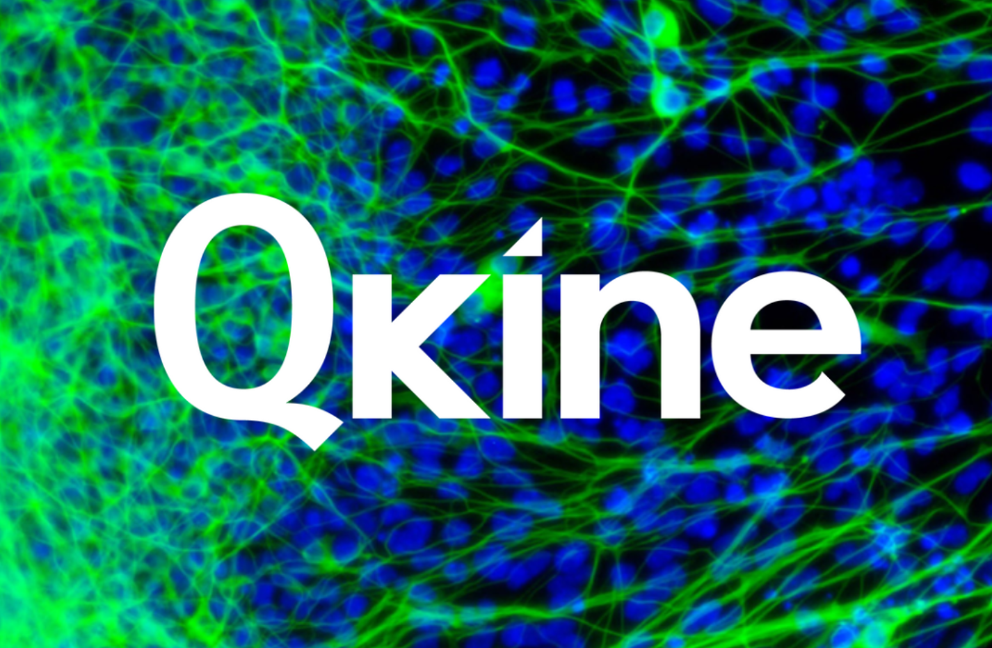 QKine--用于神經干細胞和腦神經類器官培養的營養因子（下）