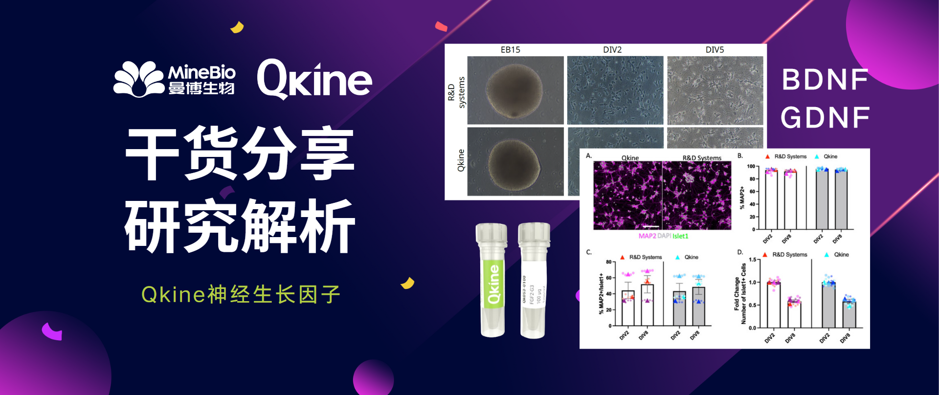 Qkine神經生長因子：增強iPSC衍生的神經元培養