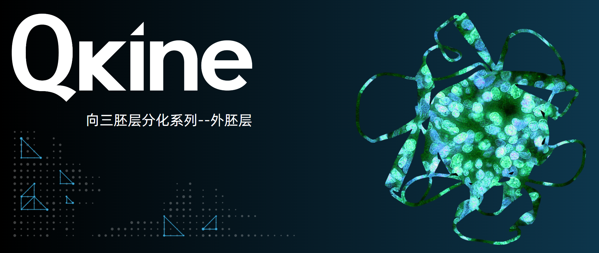 Qkine細胞因子：iPSC向三胚層分化系列--外胚層