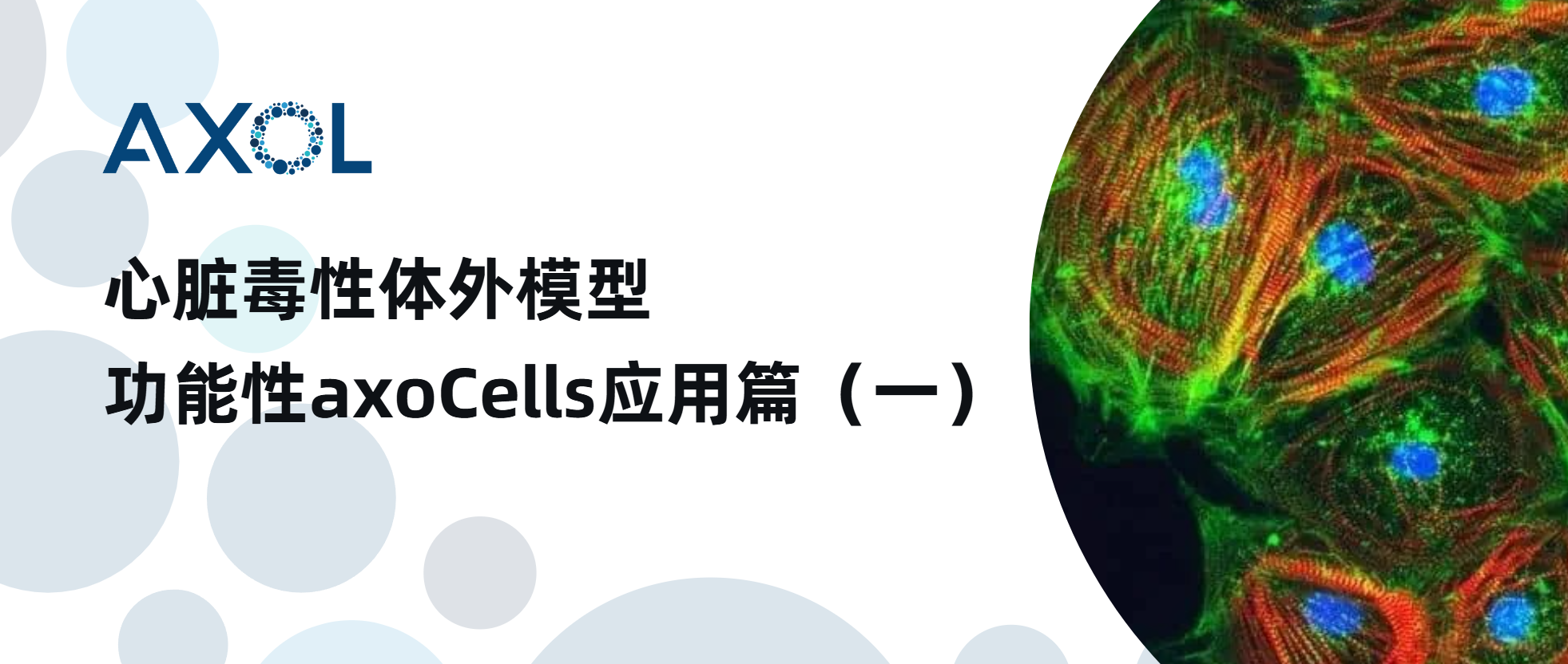 心臟毒性體外模型-功能性axoCells應用篇（一）