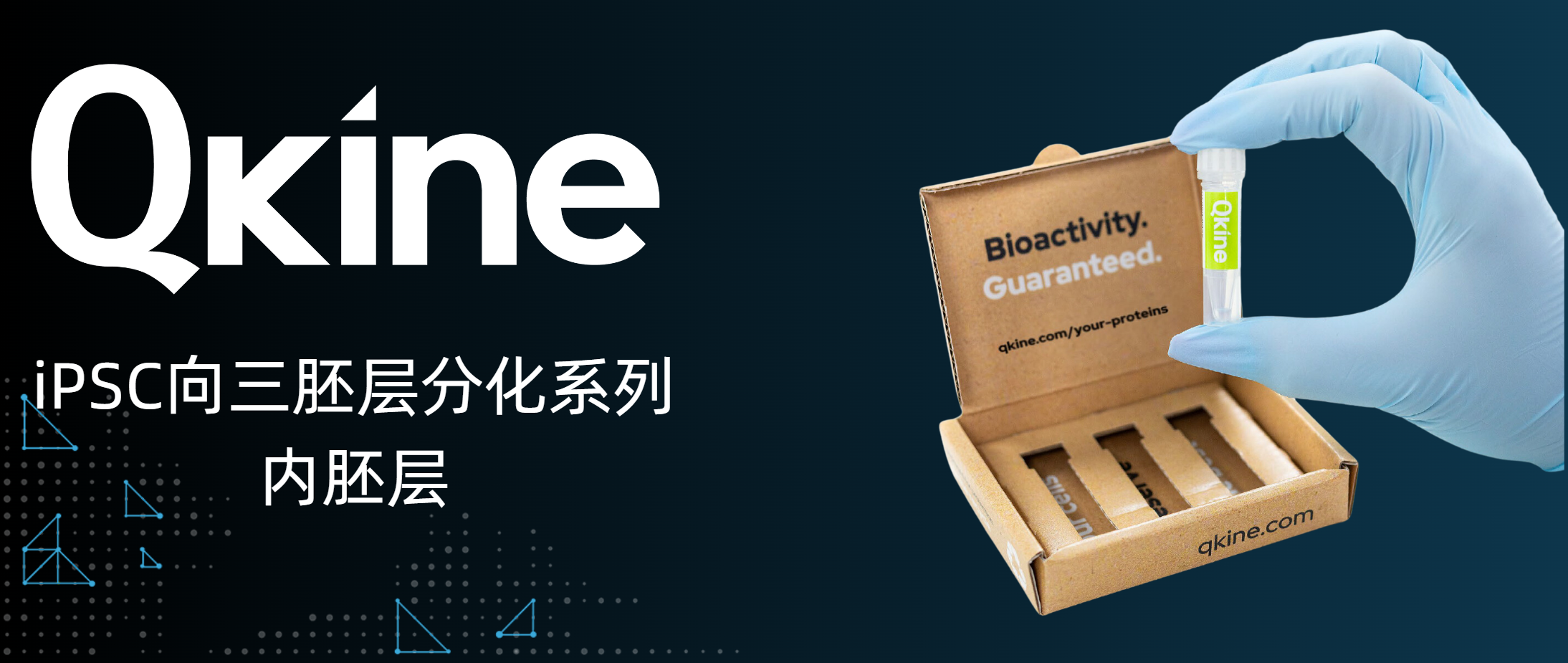 Qkine細胞因子：iPSC向三胚層分化系列--內胚層