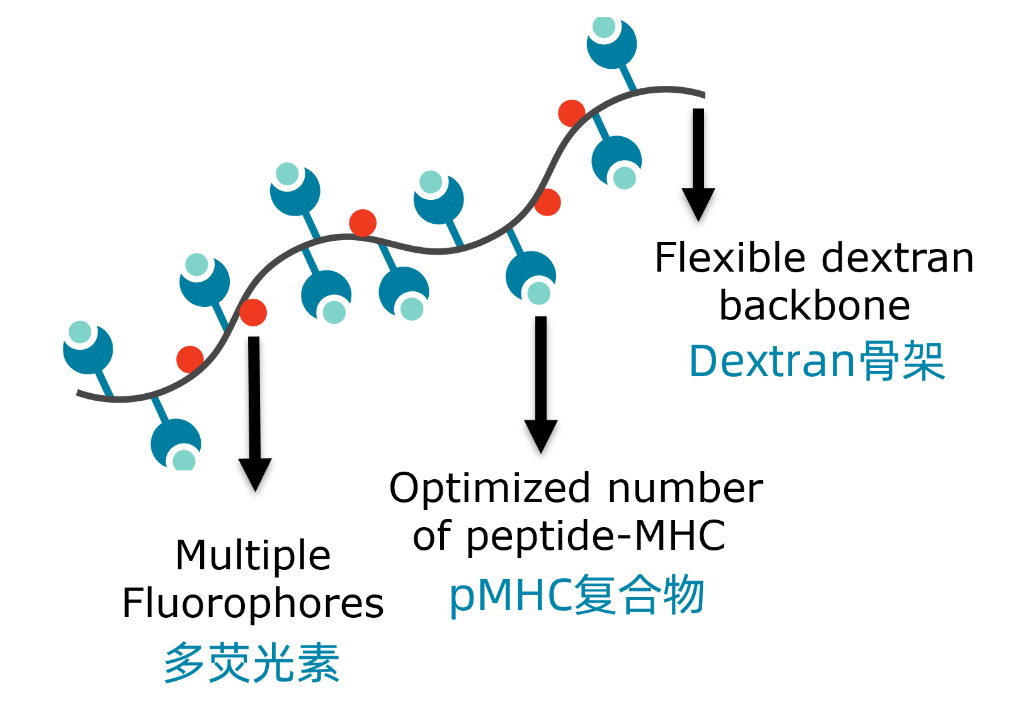 Immudex Dextramer助力流氏細胞術或單細胞多組學研究