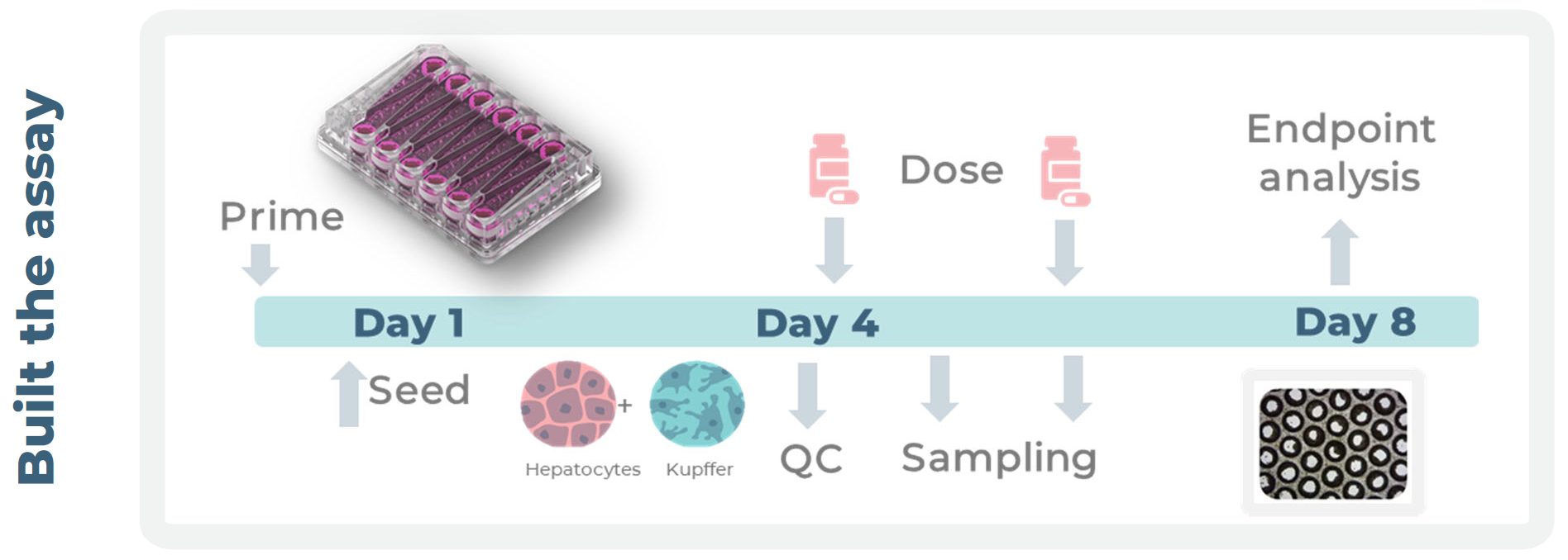 藥物CNBio 誘導性肝損傷DILI實驗時間線