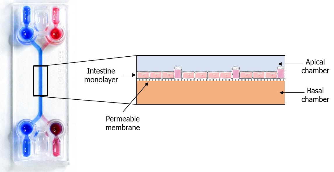 使用BE-Doubleflow構建的腸道模型