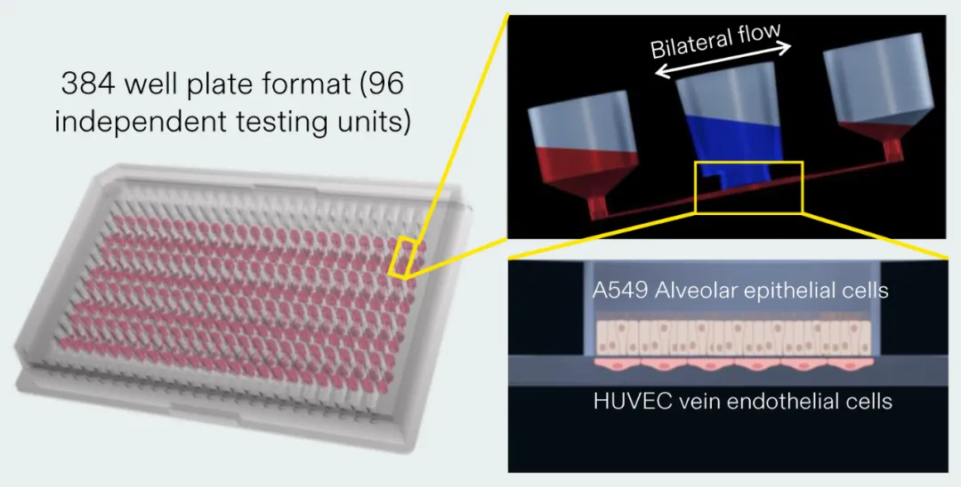 使用AKITA plate構建的Lung-on-a-chip