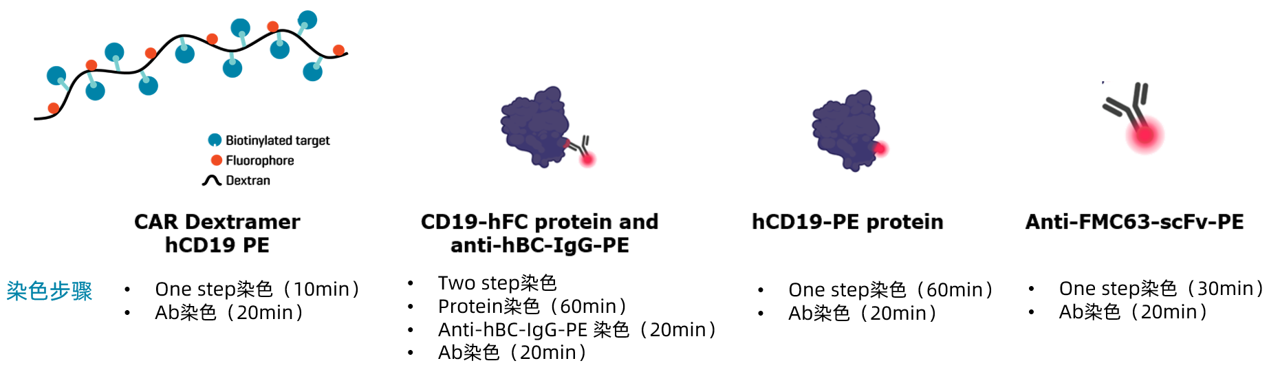 使用CAR Dextramer hCD19檢測和基準化CD19 CAR-T細胞