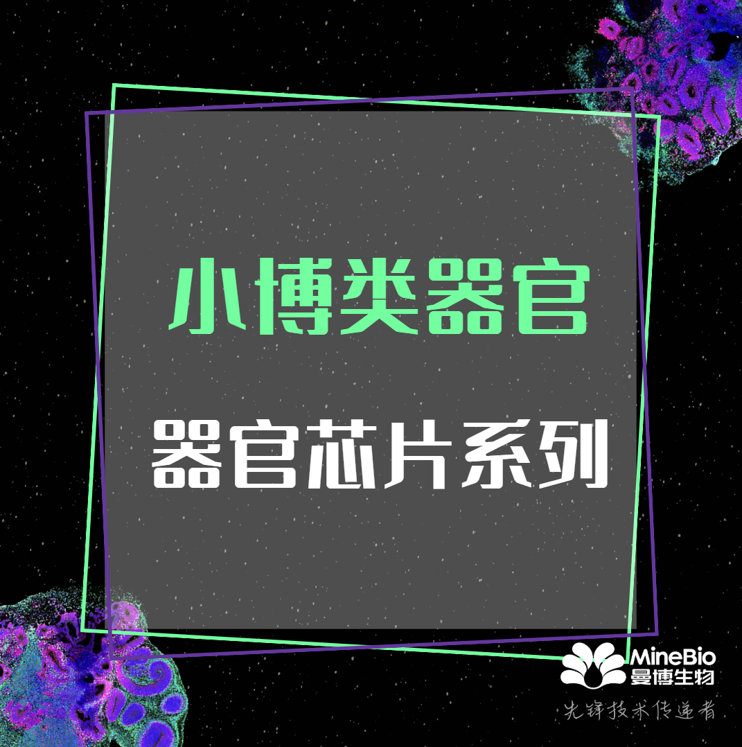 小博類器官