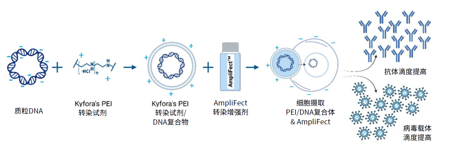 AmpliFect轉染增強劑產品流程圖