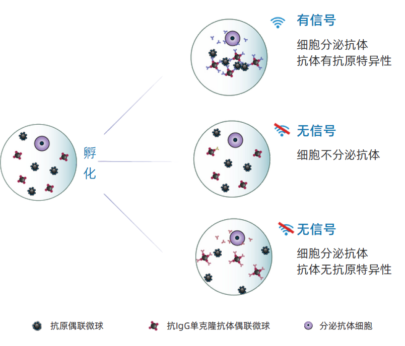 高通量單細胞篩選系統檢測原理