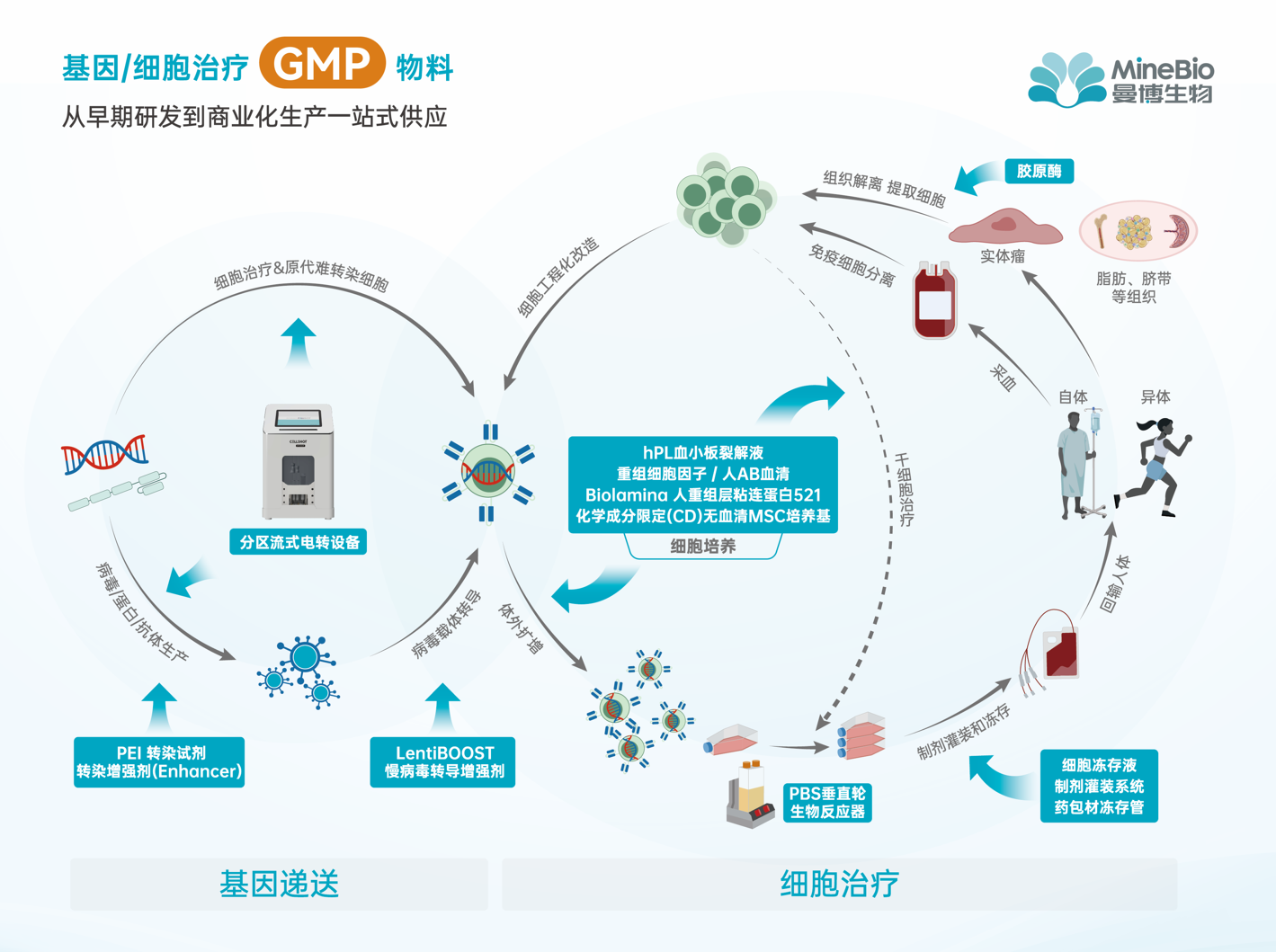 曼博生物CGT全流程服務示意圖