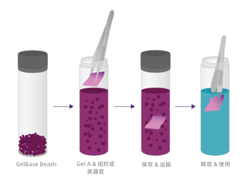 TissueReady Kit內容物
