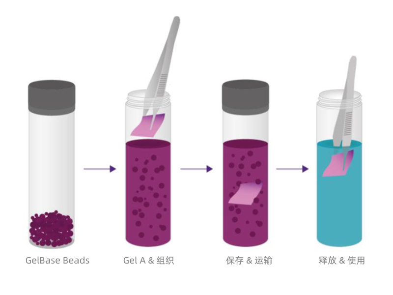 TissueReady Kit內容物
