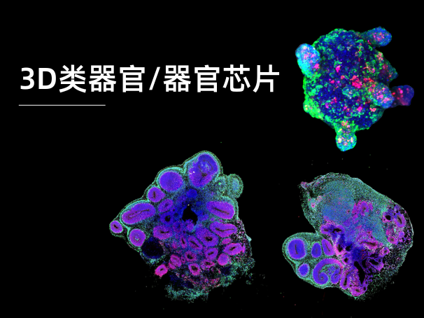 3D類器官/器官芯片