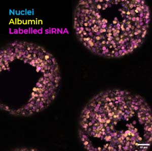 CN-Bio解決ASO毒性數據差異