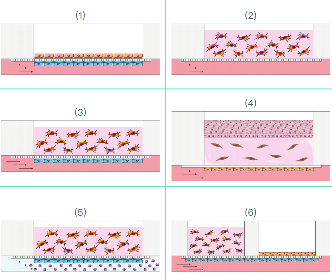 Be-Transflow可直接在孔內進行掃描電子顯微鏡觀察或3D打印