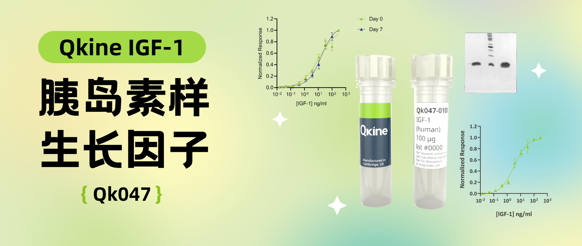 Qkine | IGF-1（Qk047）胰島素樣生長因子