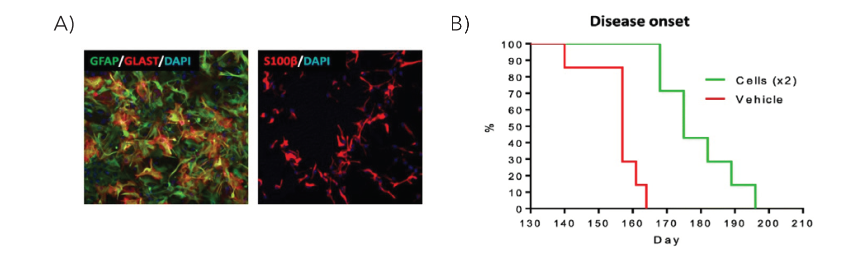 Biolaminin 521 CTG上生成的hES-AS的標志物免疫熒光染色及ALS大鼠移植后生存評估
