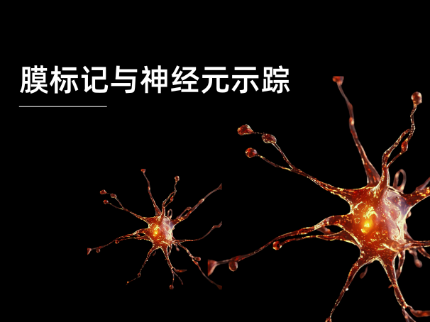 膜標記與神經元示蹤