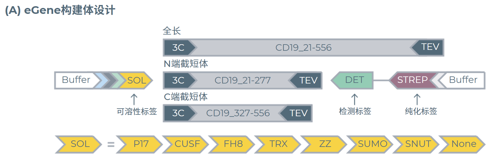 實驗篩選條件:為三種CD19長度變體生成的帶有可溶性標簽的eGene構建體