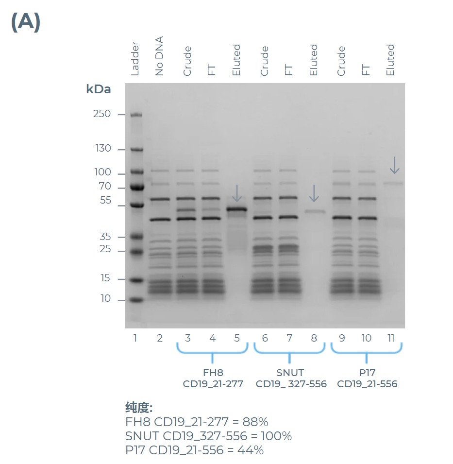 用優化后的eGene/無細胞混合物在200 μL體系中表達并純化的CD19長度變體的SDS-PAGE分析