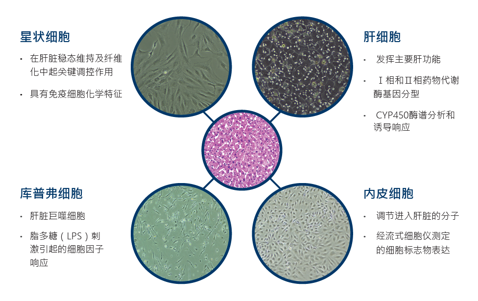 LifeNet提供人原代肝細胞,庫普弗細胞,星狀細胞及肝內皮細胞在內的圍繞肝臟研究的方案