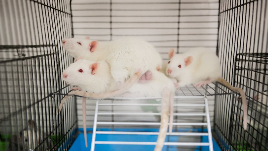 美國國立衛生研究院（NIH）宣布停止資助僅依賴動物實驗的研究項目