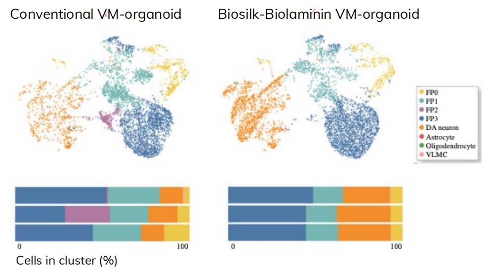 Biosilk-Biolaminin培養VM類器官較傳統培養一致性更高