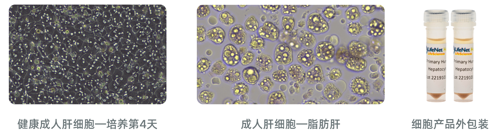 LifeNet人原代肝細胞產品適配不同研究場景