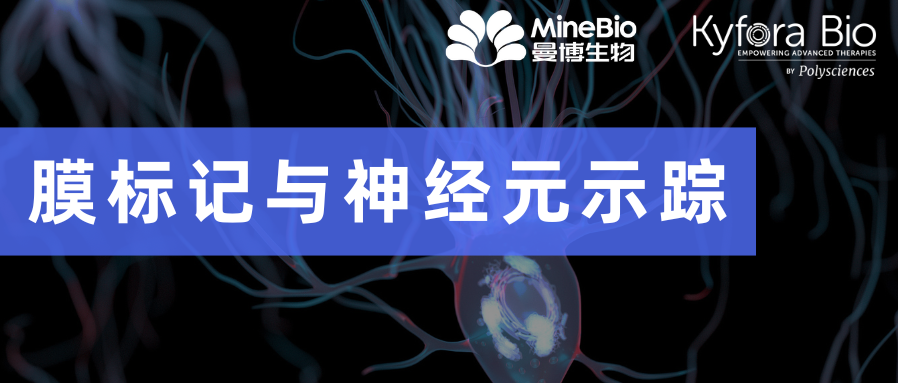Polysciences膜標記與神經元示蹤